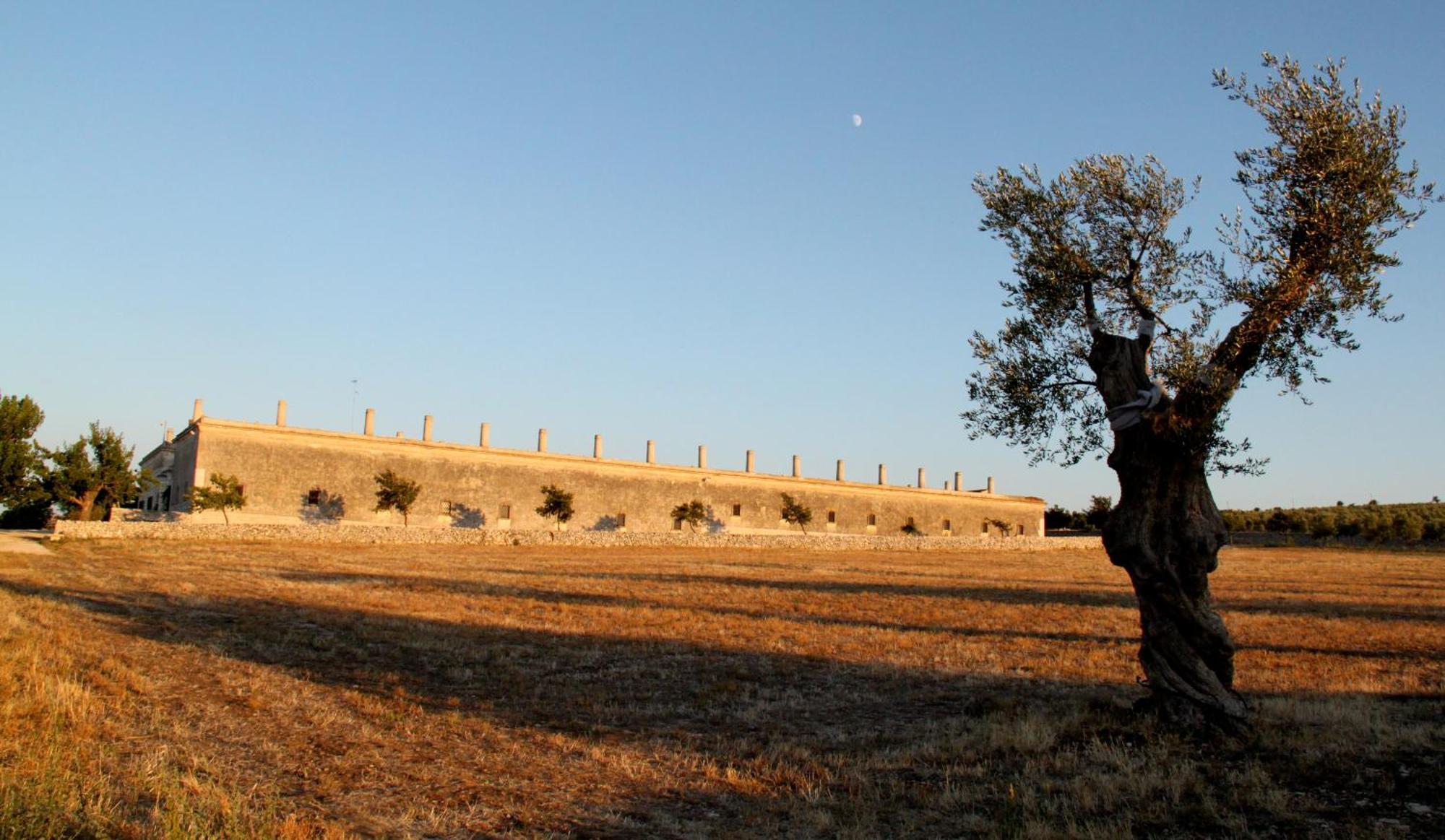 Lama Di Luna Biomasseria Montegrosso ภายนอก รูปภาพ